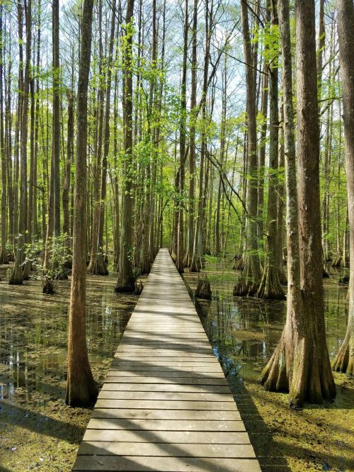 A wooden boardwalk stretches through a lush, green swamp with tall trees and still water on either side.