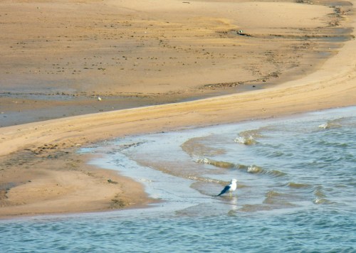 A sandy beach with gentle waves lapping at the shore, and a solitary bird standing near the water's edge.