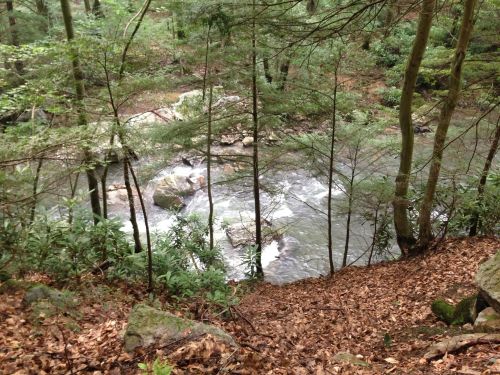 A serene forest scene with a flowing stream, surrounded by trees and scattered leaves on the ground.