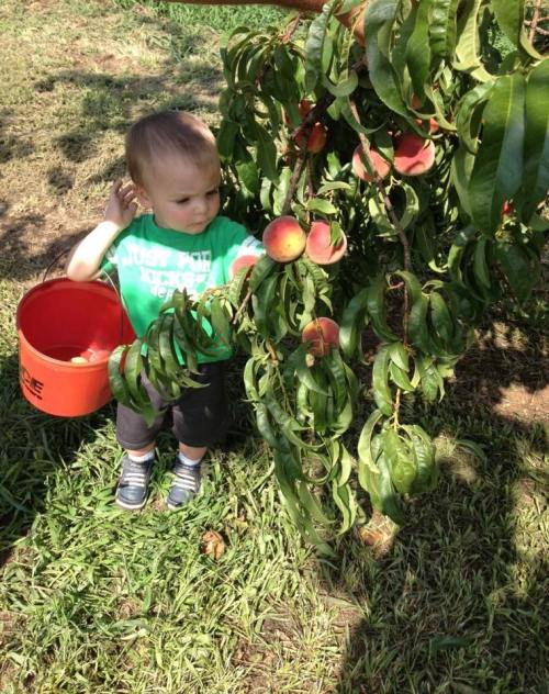 A young child in a green shirt stands by a peach tree, reaching for ripe peaches with a bucket nearby.