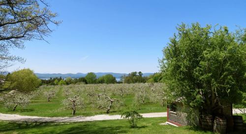 A scenic view of an orchard with bare trees, a path, and a lake in the background under a clear blue sky.