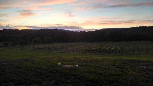 A serene vineyard at sunset, with rolling hills and colorful clouds in the sky.