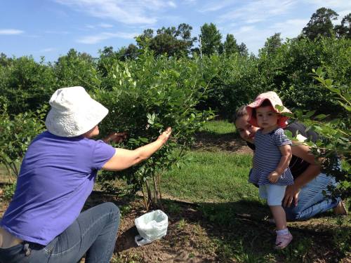 A woman picks blueberries while a toddler watches, both in a sunny field surrounded by green bushes.