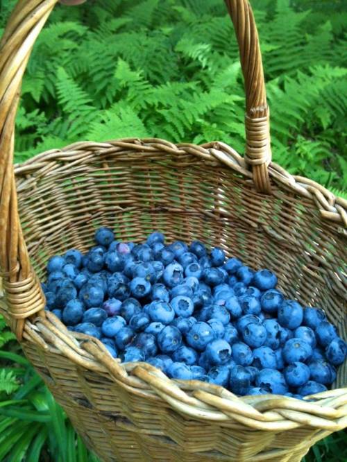 A woven basket filled with fresh blueberries, surrounded by lush green ferns.