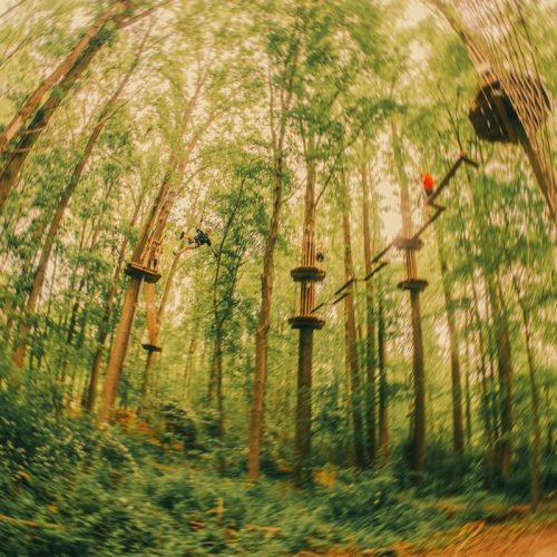 A person navigating a high ropes course among tall trees in a lush green forest.