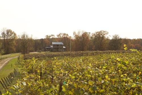 A scenic vineyard with rows of grapevines, a rustic barn, and autumn foliage under a bright sky.