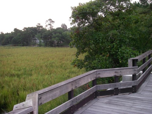 A wooden boardwalk leads through lush greenery and tall grass in a serene marshland setting.