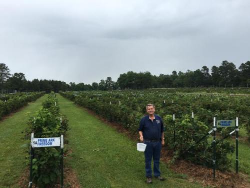 A man stands in a vineyard, surrounded by rows of grapevines, with signs for "Prime Ark 5A Freedom." Overcast sky above.
