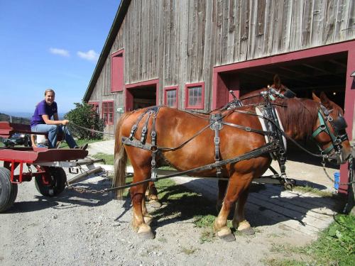 A person sits on a cart attached to a brown horse outside a rustic barn on a sunny day.