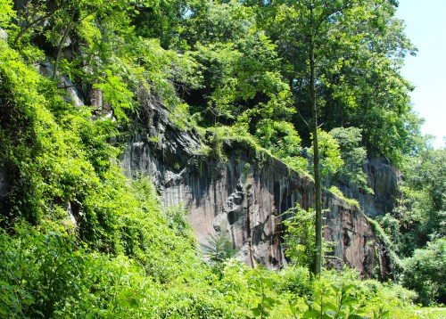 Lush greenery surrounds a rocky cliff, with trees and plants thriving in a bright, sunny environment.