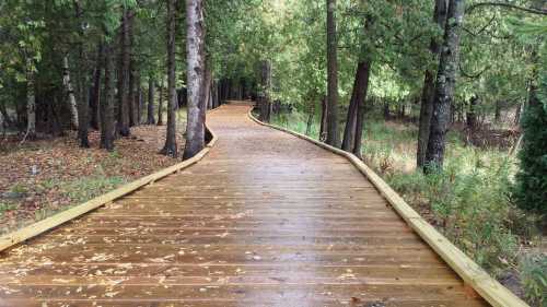 A winding wooden boardwalk through a lush, green forest with trees on either side.