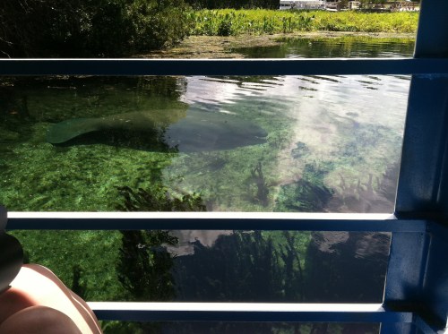A manatee swims beneath clear water, visible through a boat's railing, surrounded by green aquatic plants.