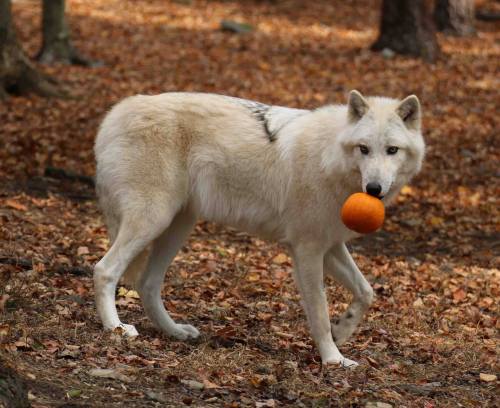 A white wolf stands in a forest, holding a small orange pumpkin in its mouth, surrounded by autumn leaves.