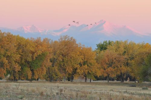 A serene landscape featuring autumn trees in the foreground and snow-capped mountains under a pastel sky.
