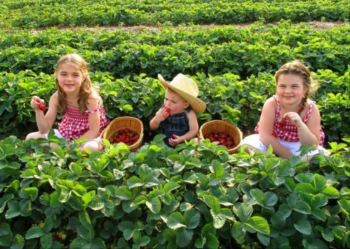 Three children sit in a strawberry field, picking berries and smiling, surrounded by lush green plants.