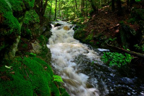 A serene forest scene featuring a flowing river surrounded by lush green moss and trees.