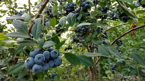 A close-up of ripe blueberries growing on green bushes, surrounded by lush leaves.