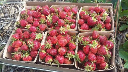 A box filled with six containers of fresh, ripe strawberries, showcasing their vibrant red color and green tops.