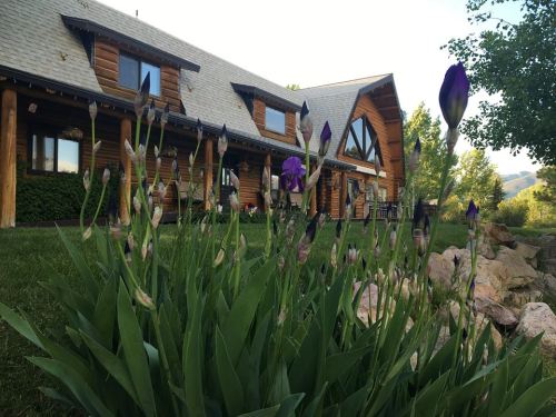 A log cabin surrounded by green grass and blooming purple irises under a clear sky.