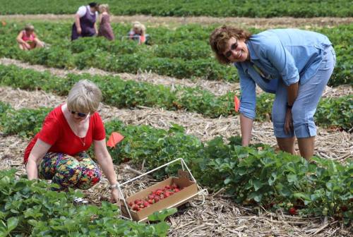 Two women pick strawberries in a field, surrounded by rows of plants and other people in the background.
