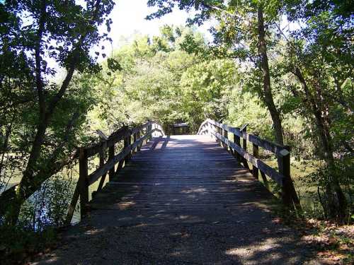 A wooden bridge leads into a lush, green forest, surrounded by trees and reflecting on calm water.