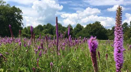 A vibrant field of purple flowers under a blue sky with fluffy clouds and green trees in the background.