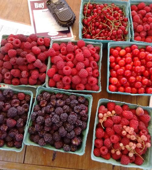 A variety of fresh berries in green containers, including raspberries, blackberries, and cherries, on a wooden table.