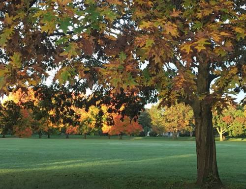A vibrant autumn scene with colorful leaves on trees in a grassy park under a clear sky.