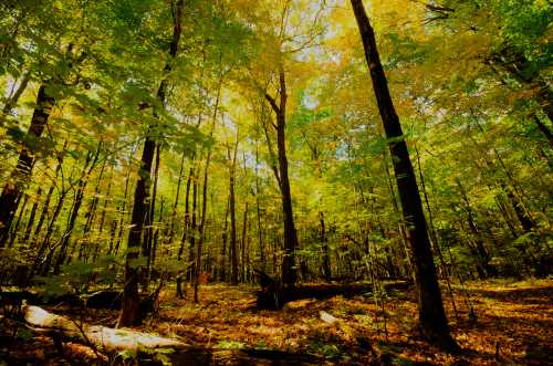 A vibrant forest scene with tall trees and golden leaves, illuminated by sunlight filtering through the canopy.