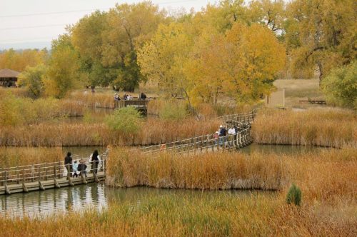 A wooden boardwalk winds through a marsh with autumn foliage, where people stroll among tall grasses and water.