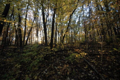 Sunlight filters through trees in a vibrant autumn forest, with colorful leaves scattered on the ground.