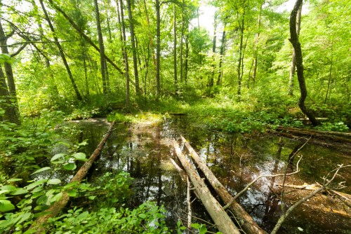 Lush green forest with a small pond, fallen logs, and dense vegetation under bright sunlight.