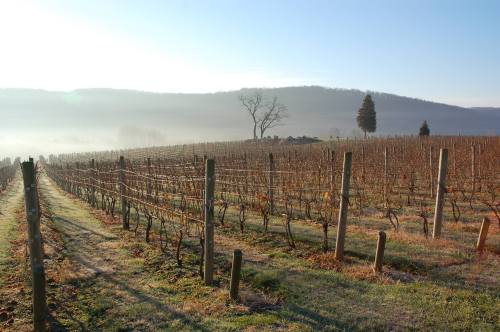 A serene vineyard landscape with rows of grapevines, misty hills, and a lone tree in the background.