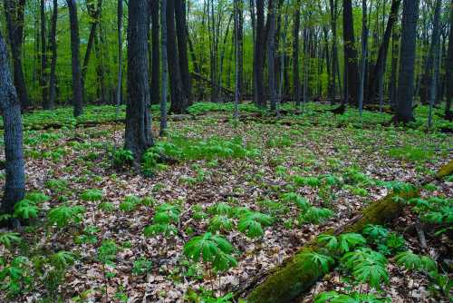 A lush forest scene with green foliage covering the ground, surrounded by tall trees and dappled sunlight.