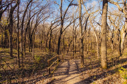 A winding path through a forest of bare trees, with fallen leaves scattered on the ground under a clear blue sky.