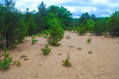 A sandy area with scattered small trees and shrubs under a cloudy sky.