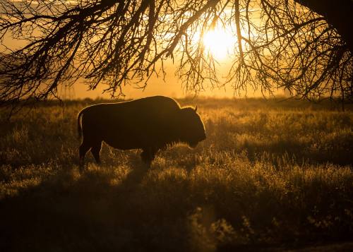 A silhouette of a bison stands in a field at sunset, framed by tree branches against a golden sky.