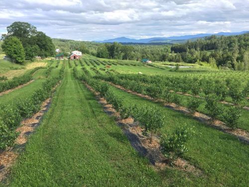 A lush green field of blueberry bushes stretches across rolling hills under a cloudy sky, with a red barn in the distance.