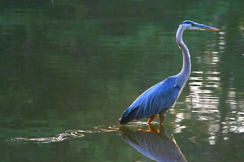A heron stands gracefully in calm water, reflecting its blue and gray feathers against a serene green backdrop.