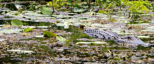 A crocodile partially submerged in a pond surrounded by lily pads and lush green vegetation.