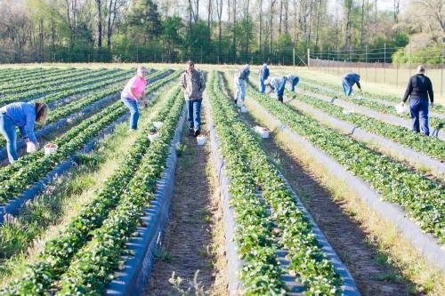 People picking strawberries in a sunny field, surrounded by rows of green plants and trees in the background.