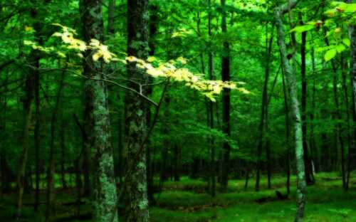 A lush green forest with tall trees and a few bright yellow leaves catching the light.