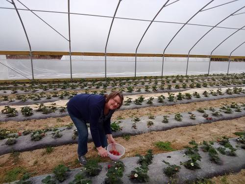 A person crouches in a greenhouse, picking strawberries and placing them in a white bowl among rows of plants.
