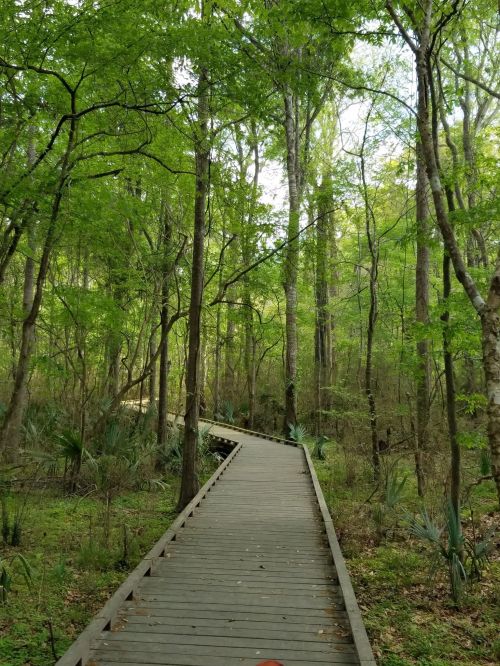 A wooden boardwalk winding through a lush green forest with tall trees and underbrush.