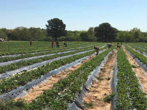 Farmers harvesting strawberries in a sunny field with rows of plants covered in black plastic.
