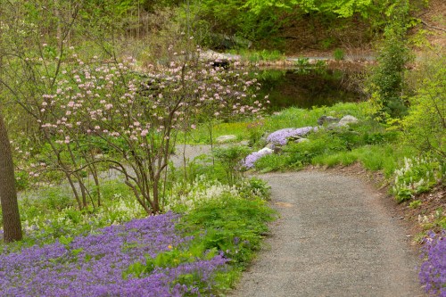 A winding gravel path through a vibrant garden with blooming flowers and lush greenery beside a tranquil pond.
