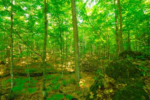 Lush green forest with tall trees and dappled sunlight filtering through the leaves, creating a serene atmosphere.