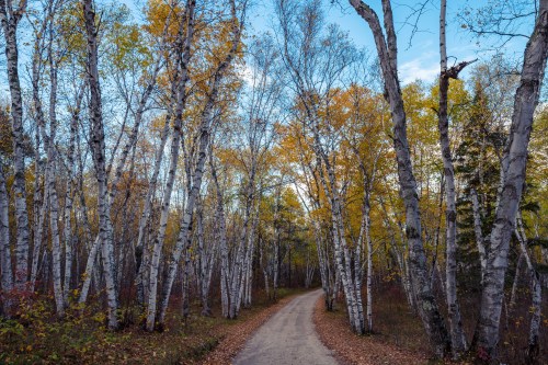 A serene dirt path winding through a forest of birch trees with autumn foliage.