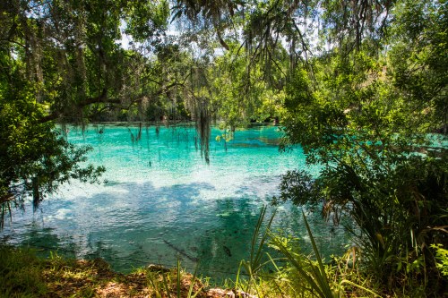 A serene blue-green lake surrounded by lush greenery and hanging moss, reflecting a clear sky.