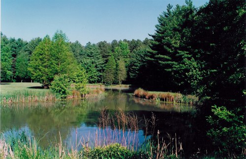 A serene pond surrounded by lush greenery and trees under a clear blue sky.